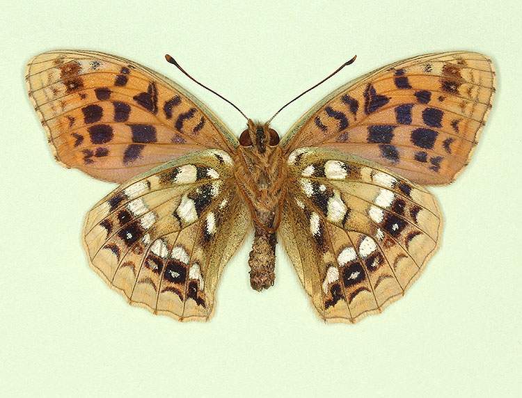 Argynnis adippe male (aberrant form nov, verso) (Internet Image property of respective owner, non-commercial use only)